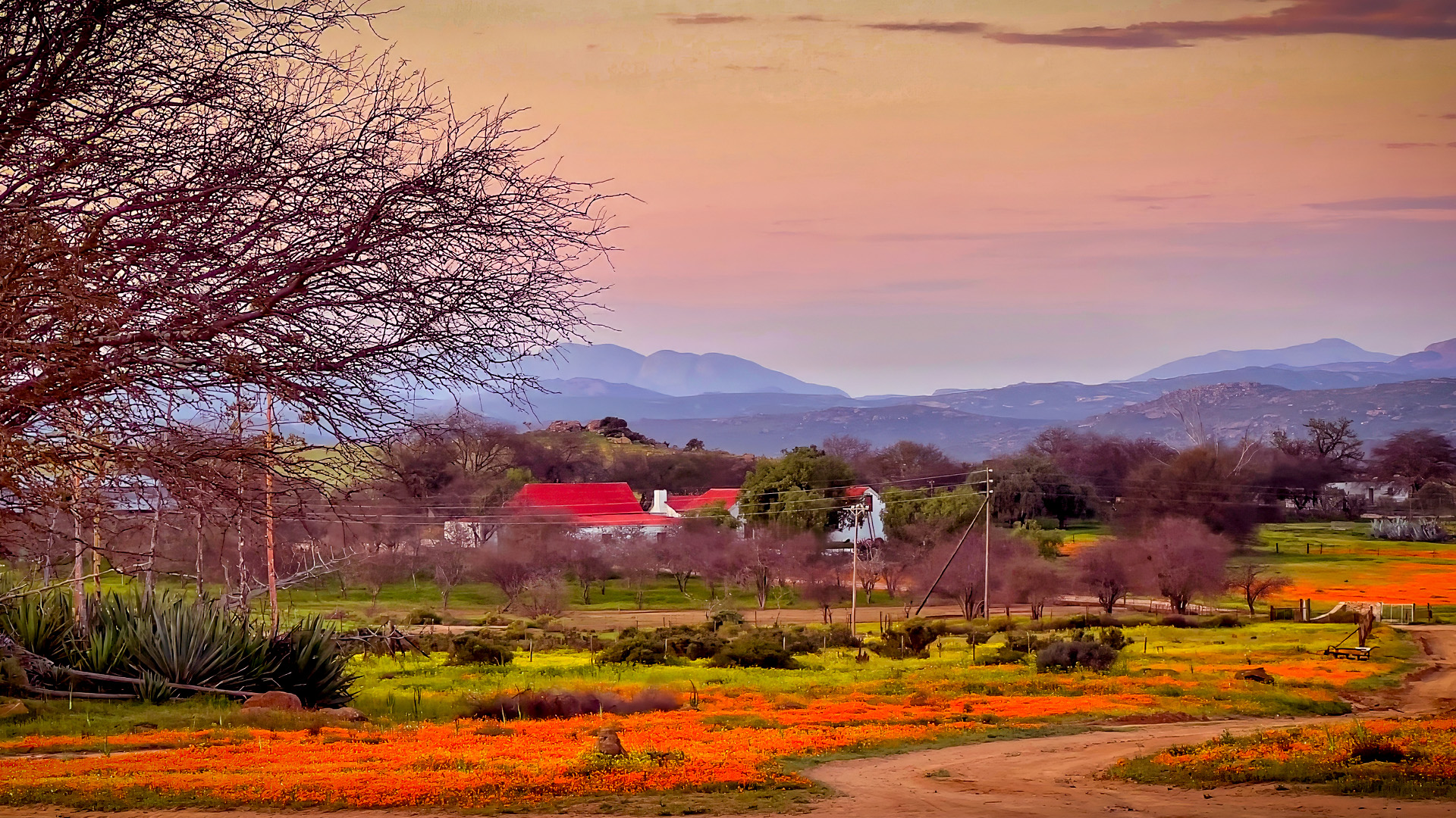 springbok-exploring-the-rich-flora-of-the-namaqualand.jpg